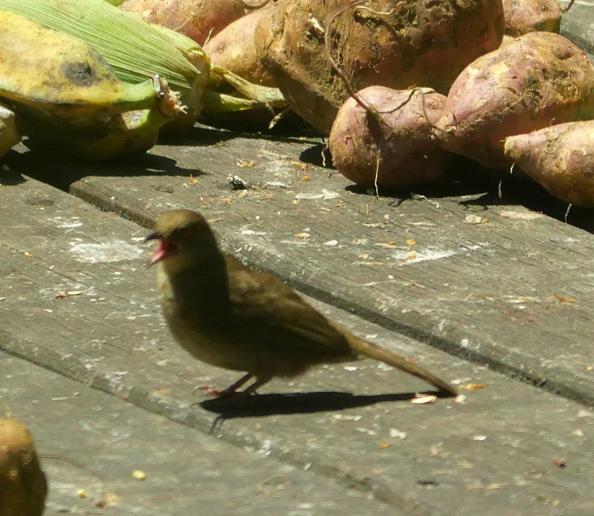 Red-eyed Bulbul - ML623115098