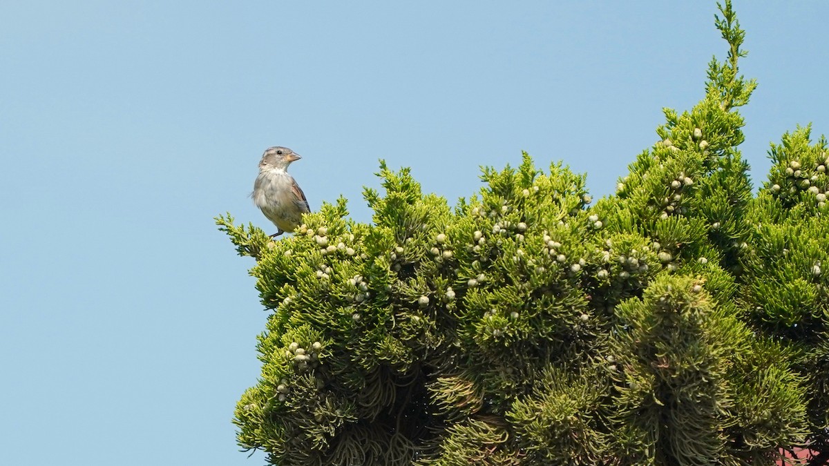 House Sparrow - ML623115182