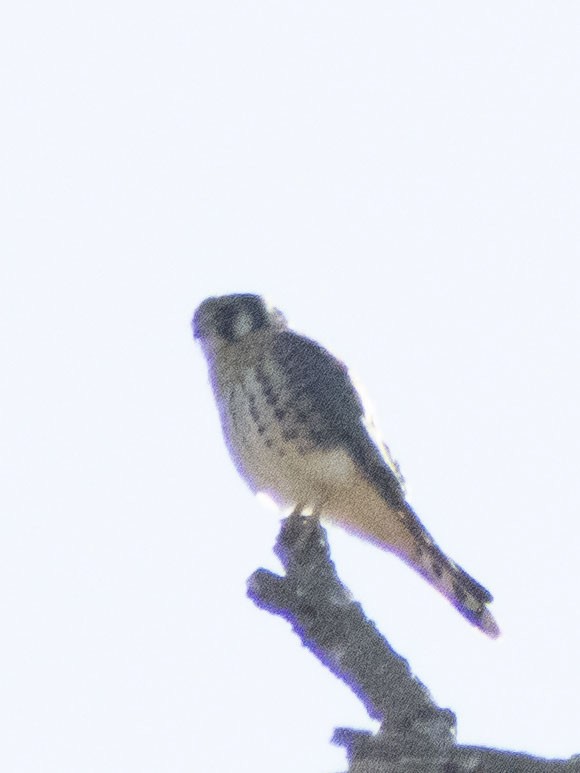 American Kestrel - ML623115189