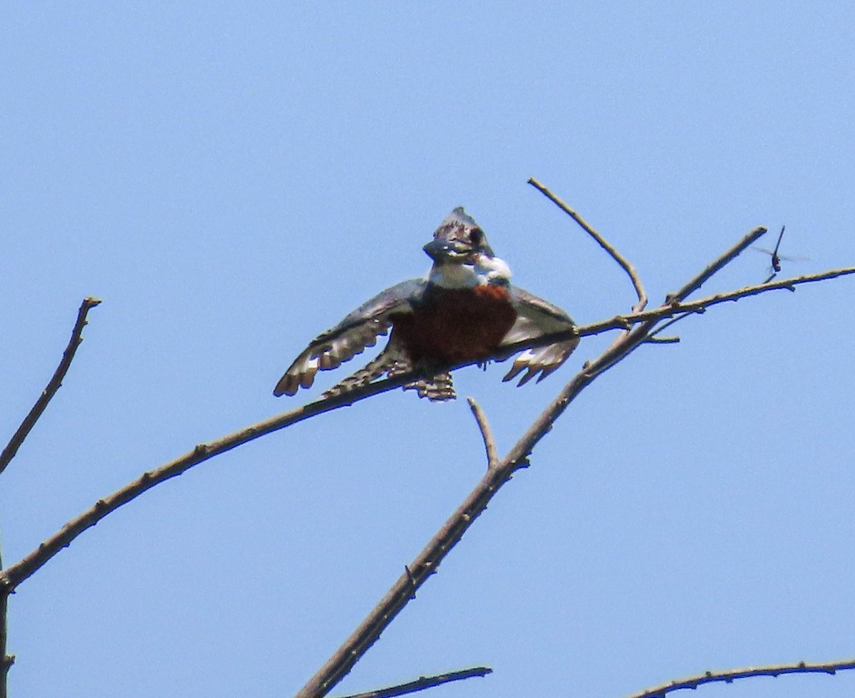 Ringed Kingfisher - ML623115254