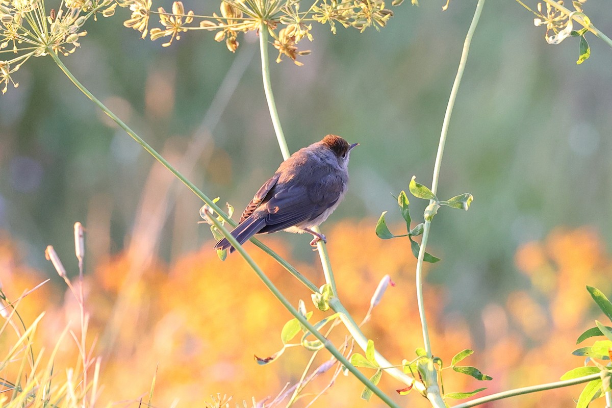 Eurasian Blackcap - Yiming Qiu