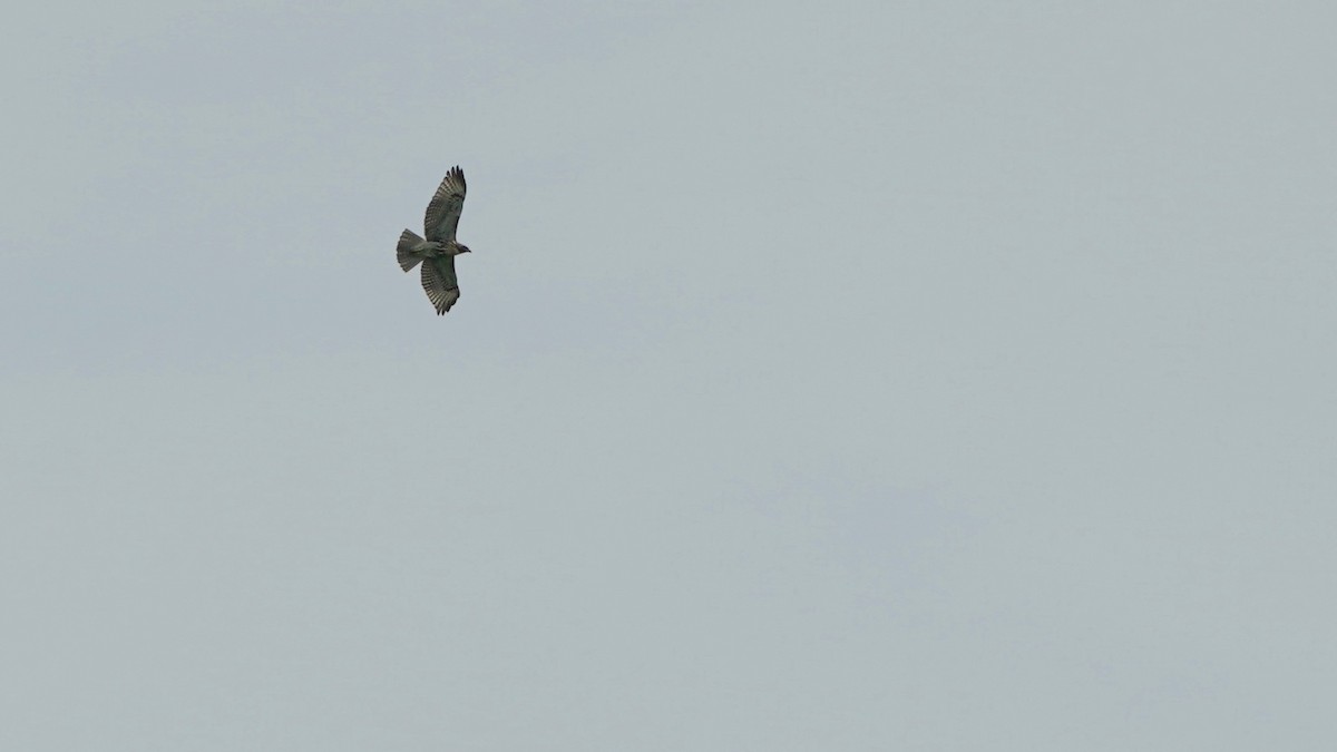 Red-tailed Hawk - ML623115314