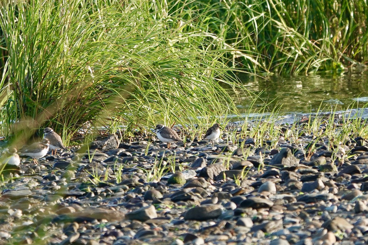 Semipalmated Plover - ML623115316