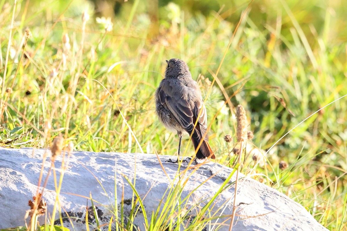 Black Redstart - ML623115321