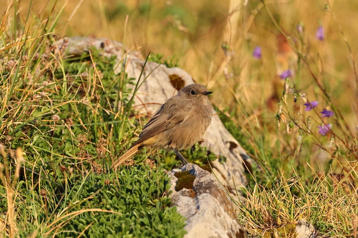 Black Redstart - ML623115322