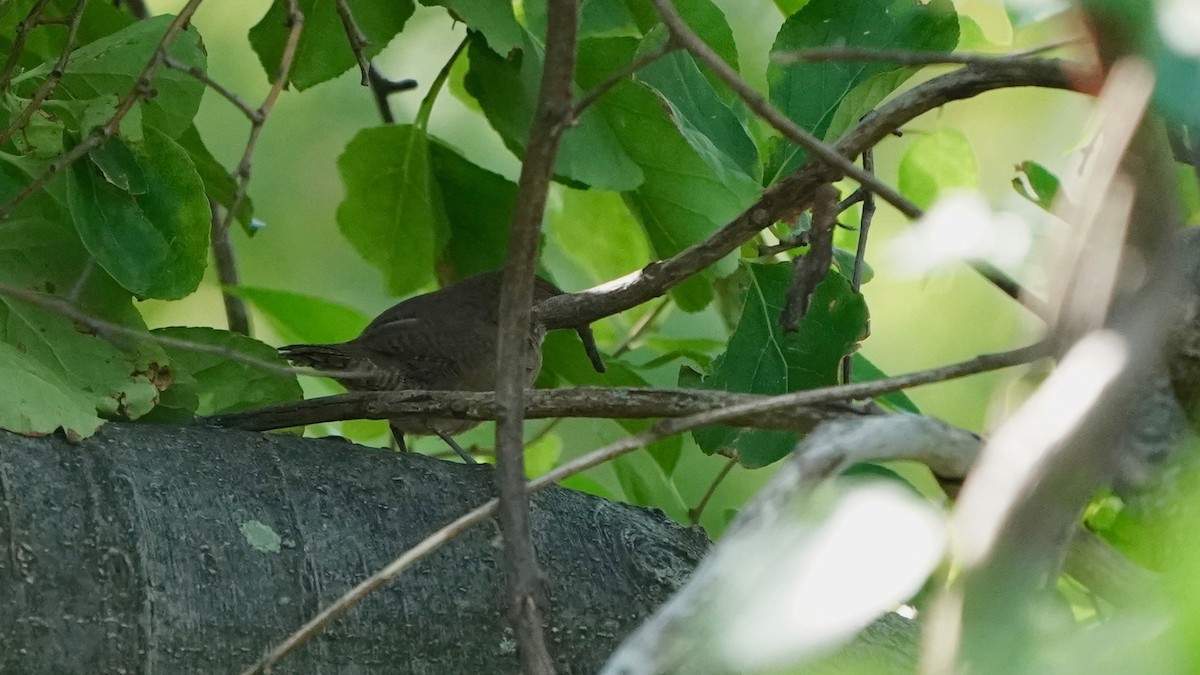 House Wren - ML623115342