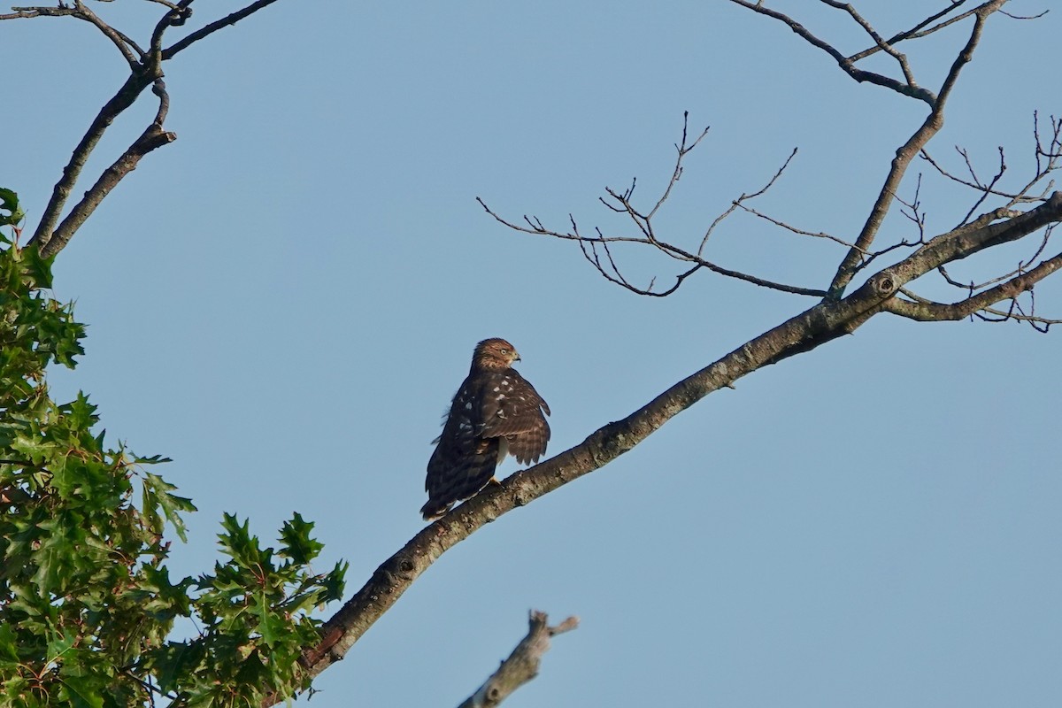 Red-tailed Hawk - ML623115362