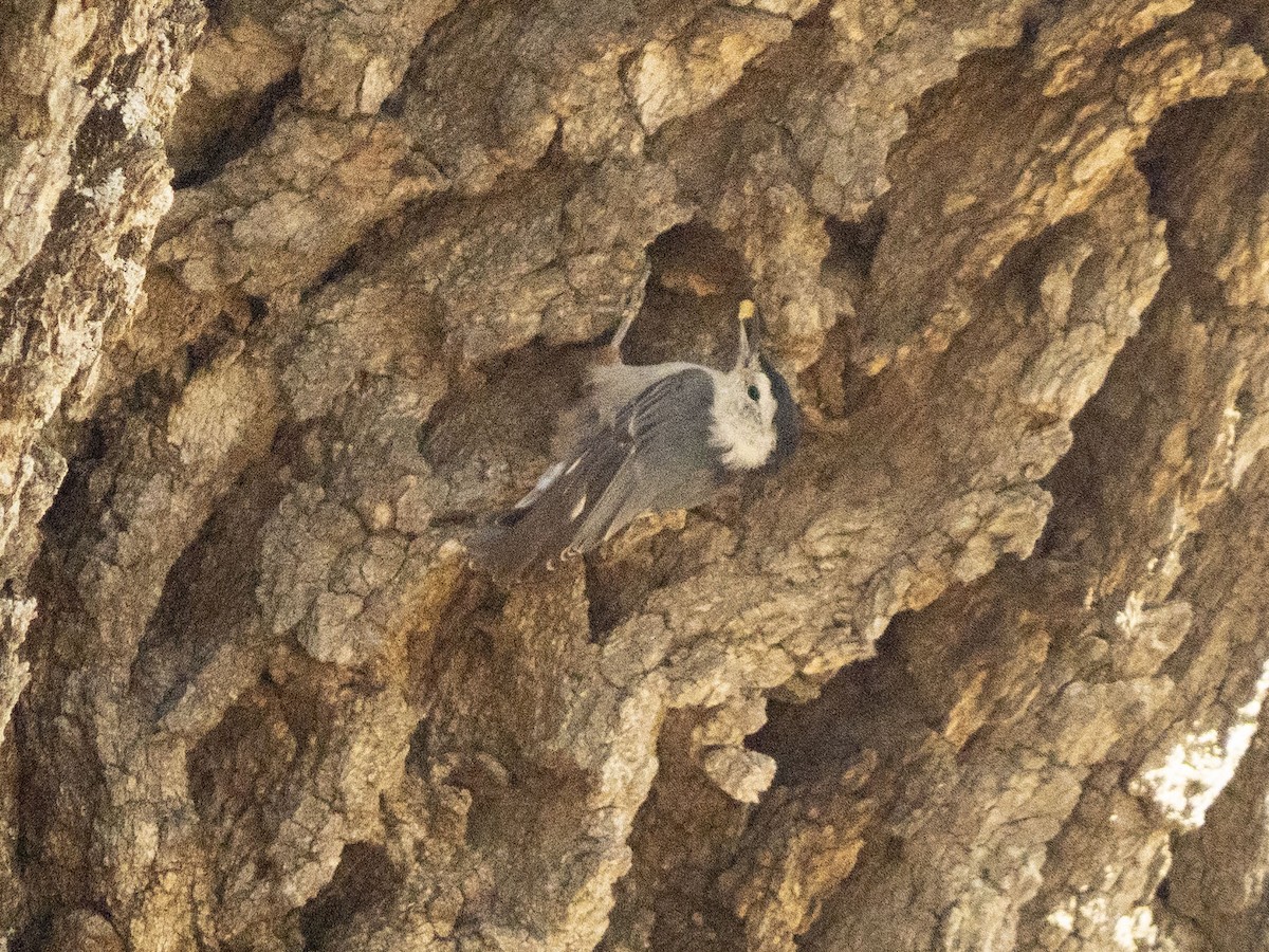 White-breasted Nuthatch - ML623115387