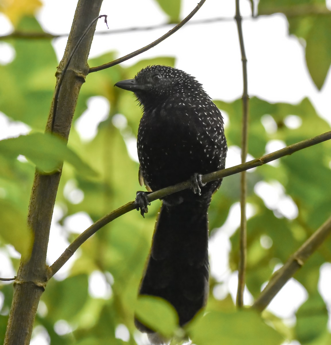 Large-tailed Antshrike - ML623115391