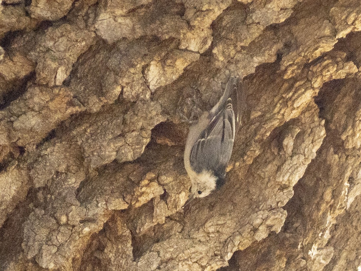 White-breasted Nuthatch - ML623115430