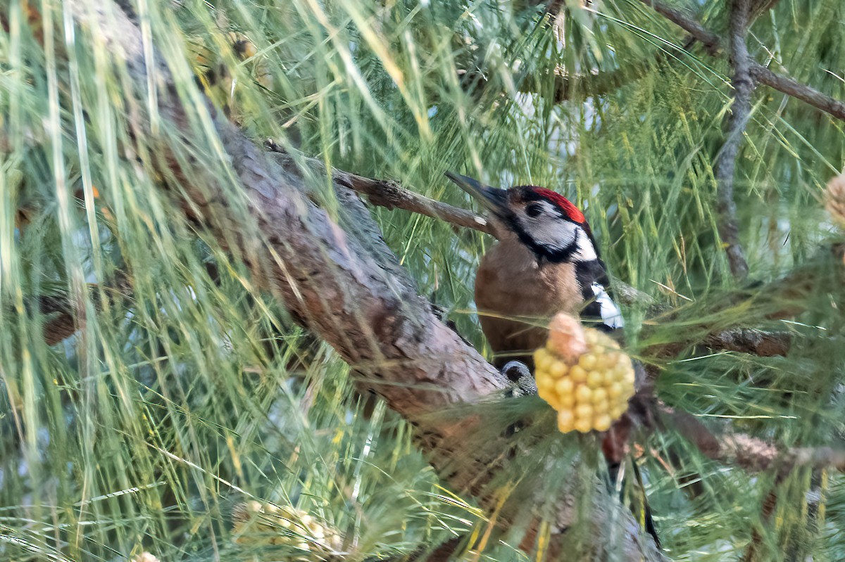 Himalayan Woodpecker - ML623115583