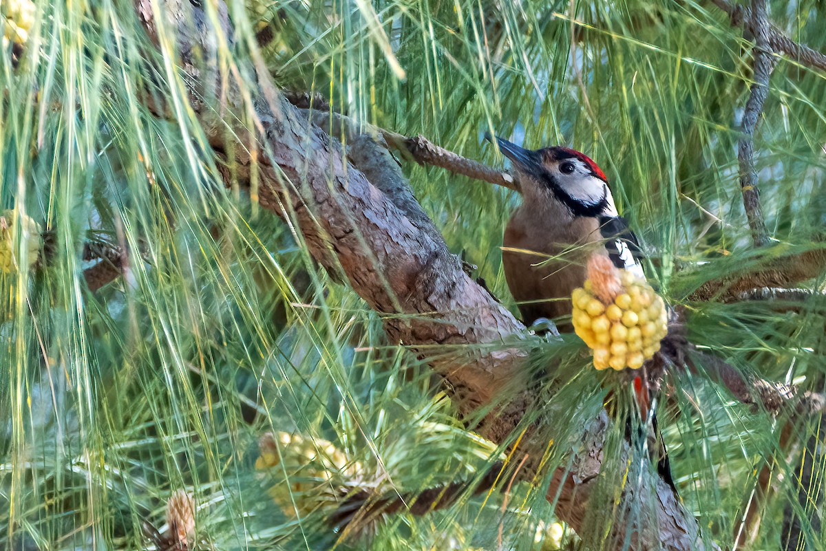 Himalayan Woodpecker - ML623115584