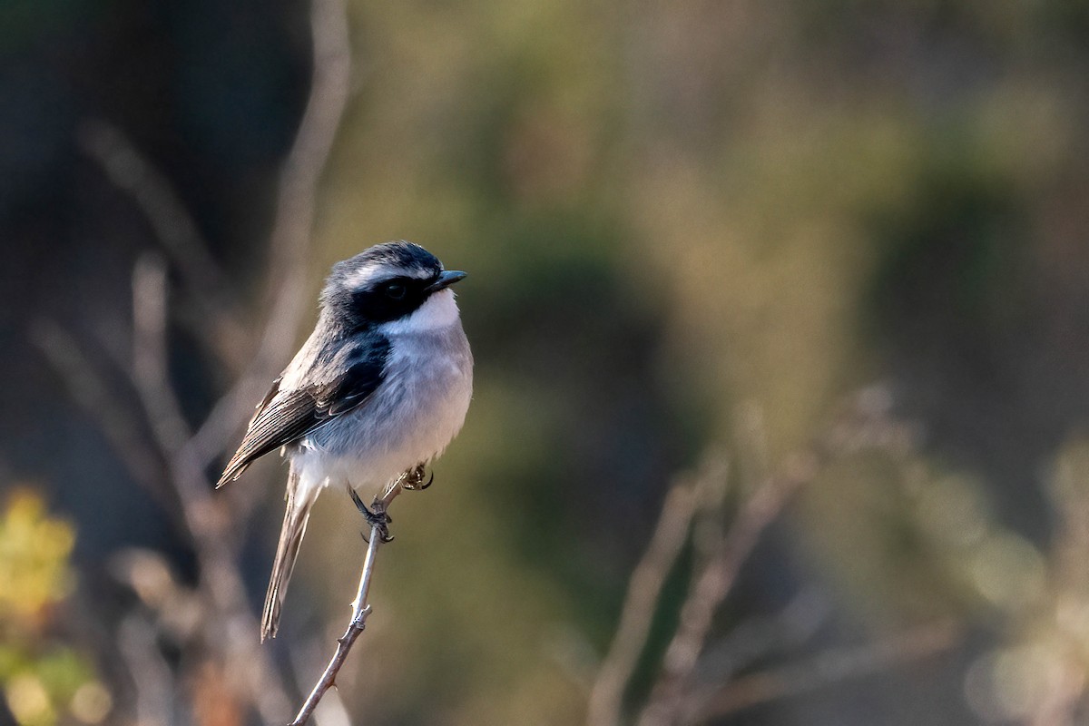 Gray Bushchat - ML623115593