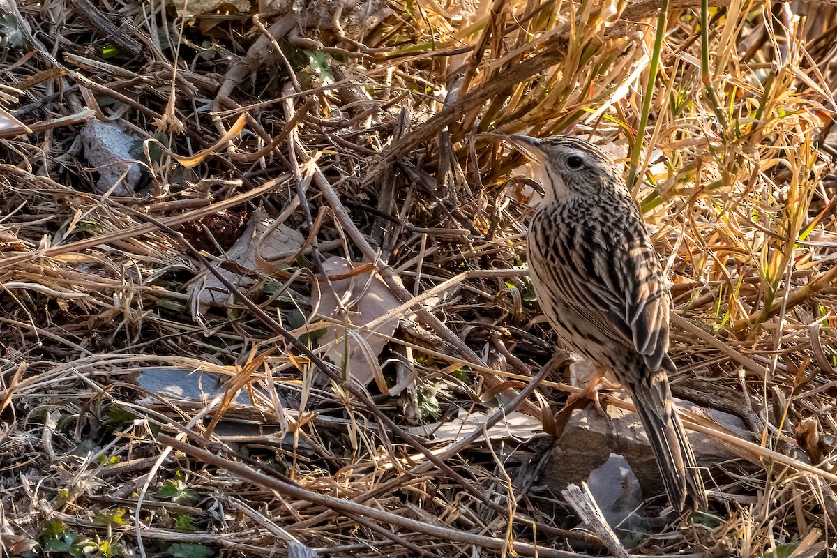 Upland Pipit - ML623115600