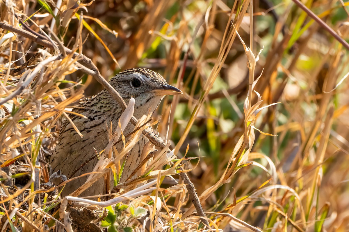 Upland Pipit - ML623115601