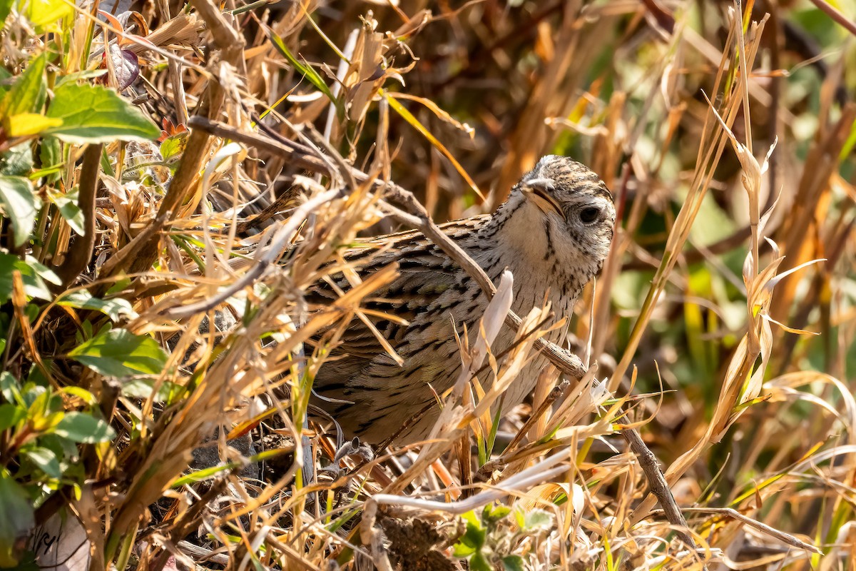 Upland Pipit - Gustino Lanese