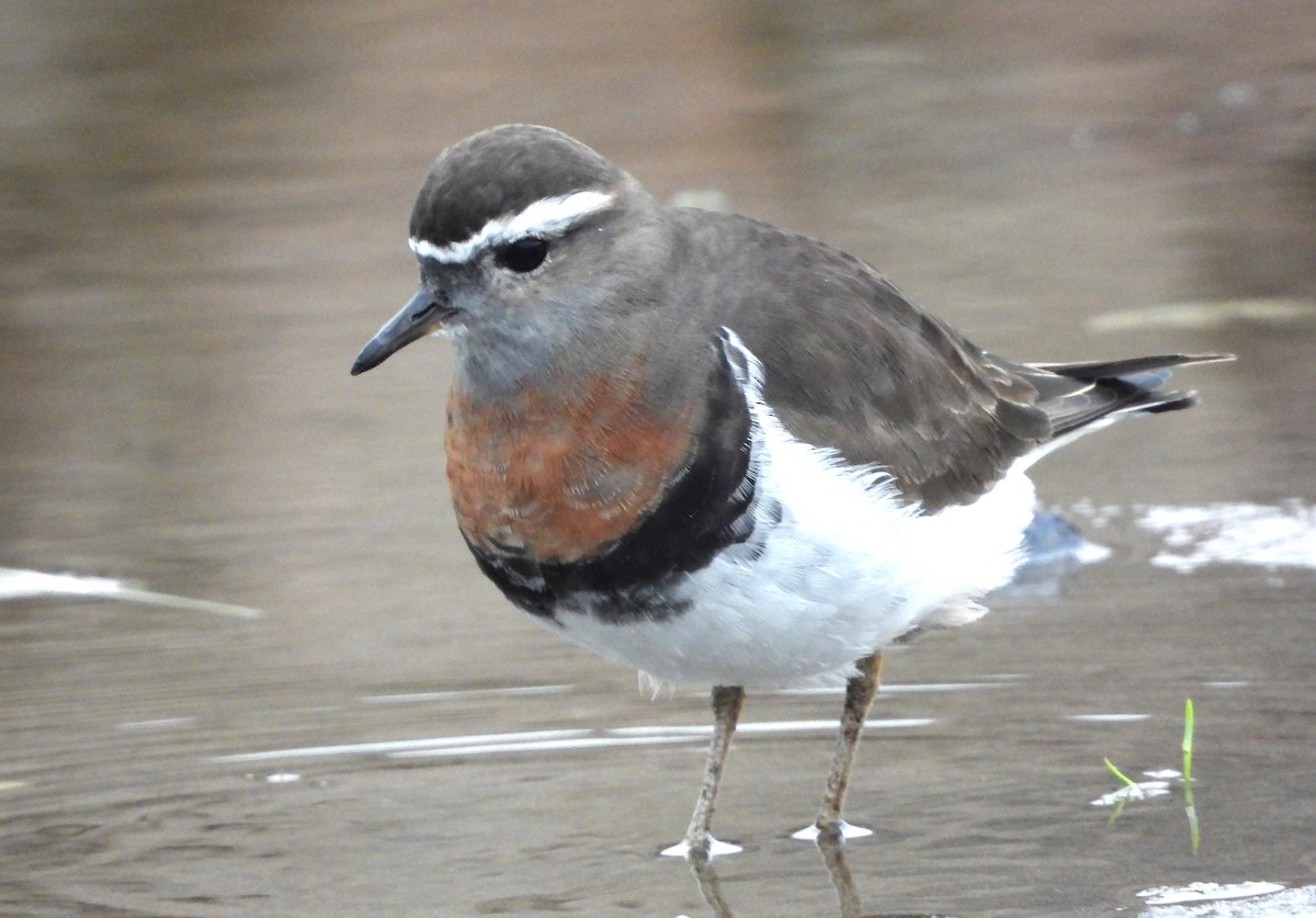 Rufous-chested Dotterel - ML623115669