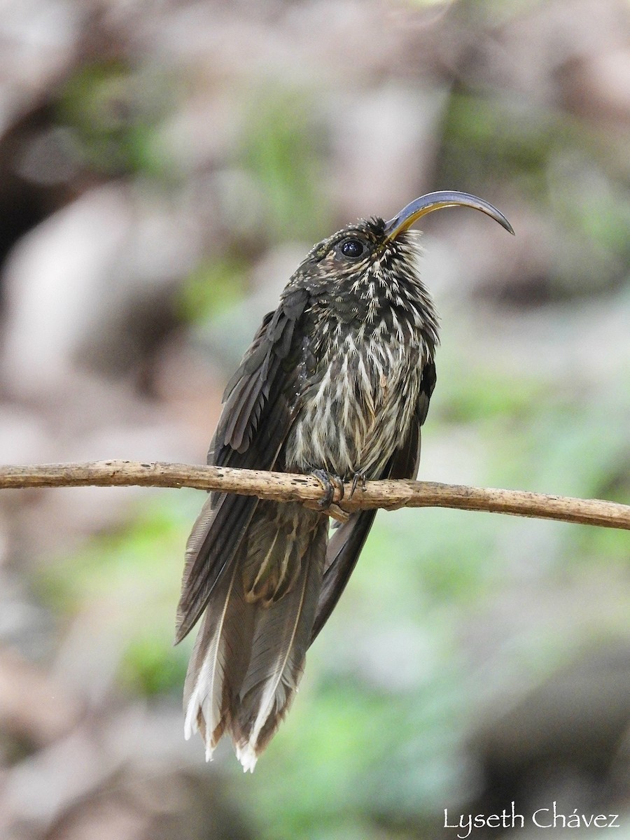 White-tipped Sicklebill - ML623115676