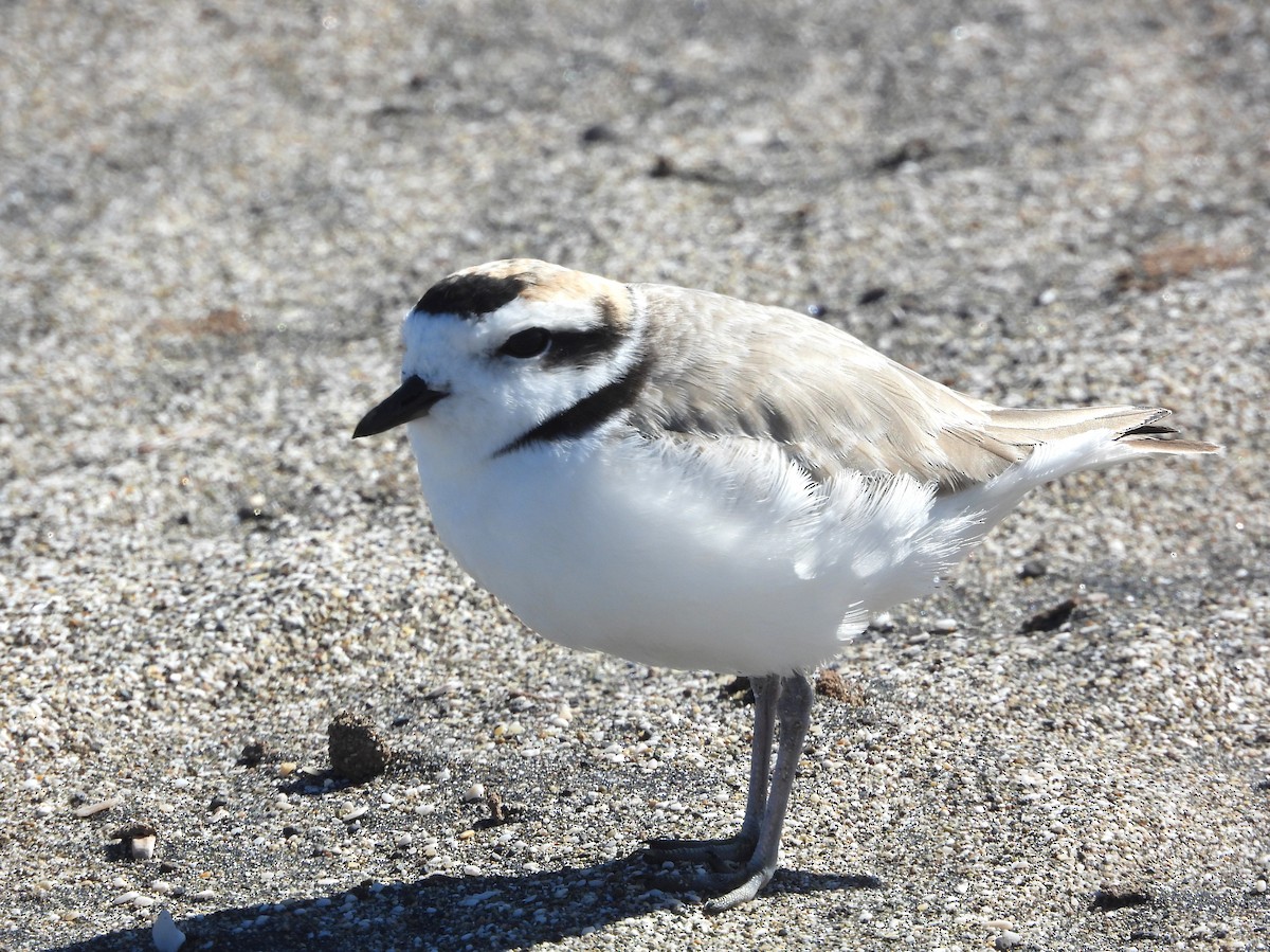 Snowy Plover - ML623115693