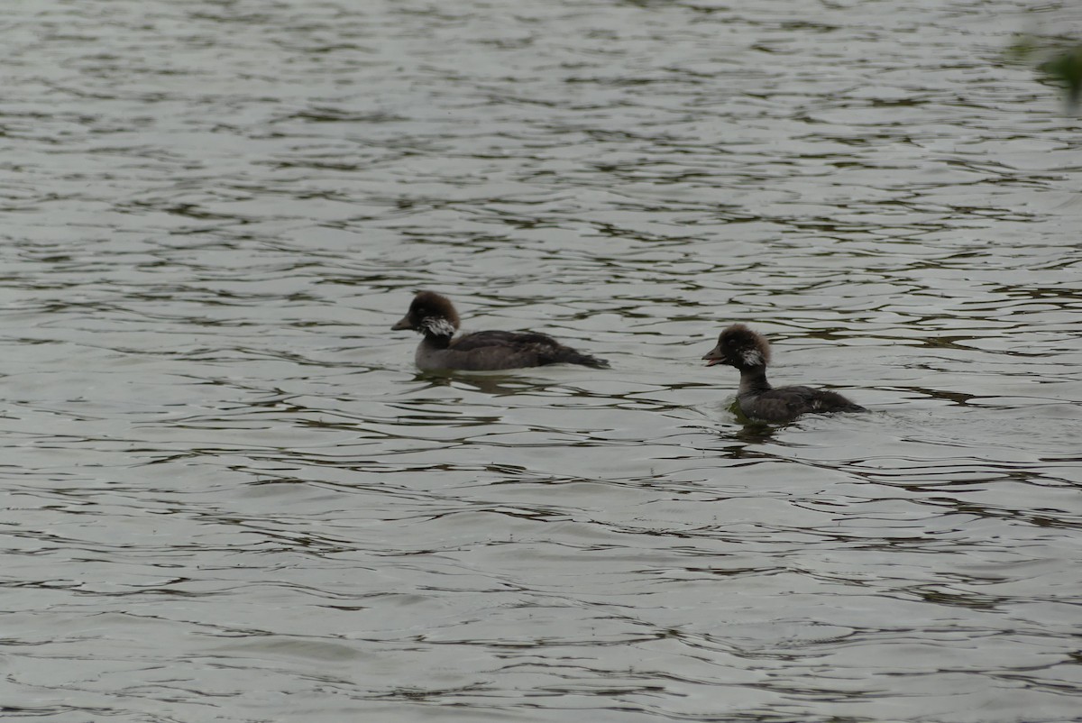 Barrow's Goldeneye - ML623115720