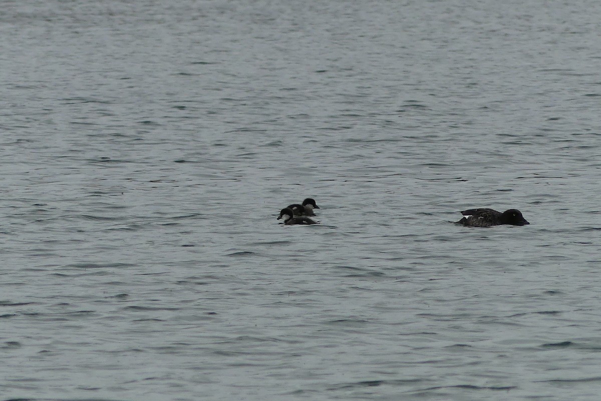 Barrow's Goldeneye - ML623115734