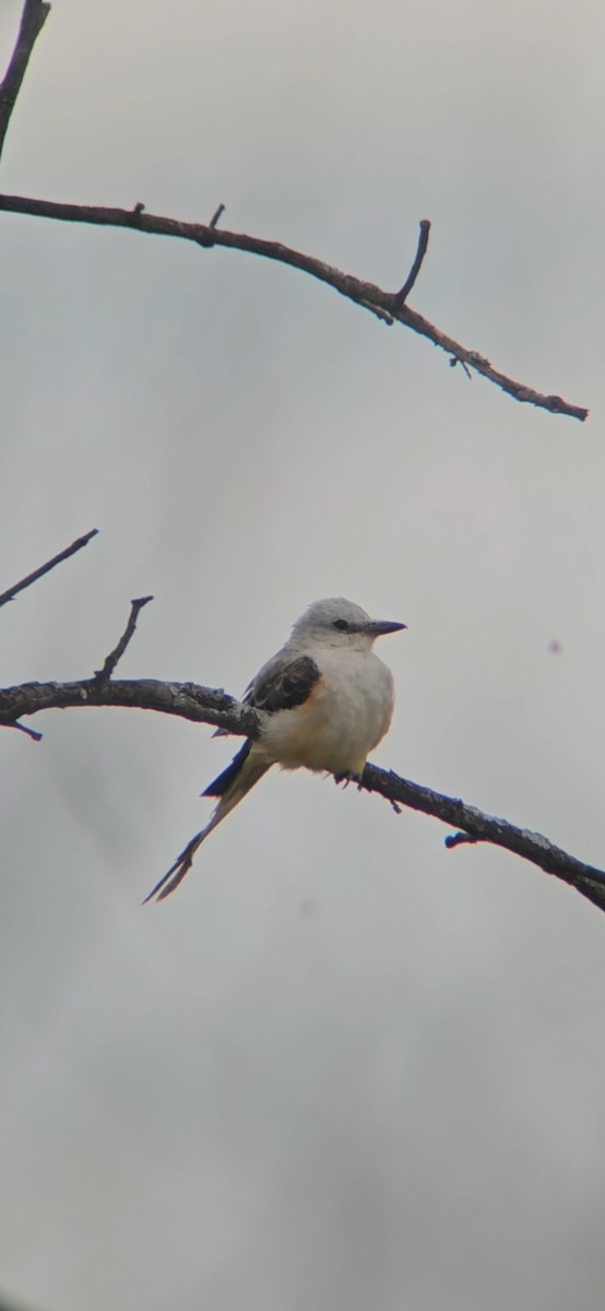 Scissor-tailed Flycatcher - ML623115736