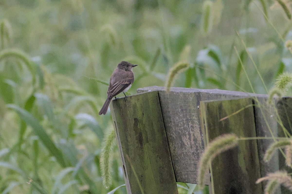 Eastern Phoebe - ML623115746