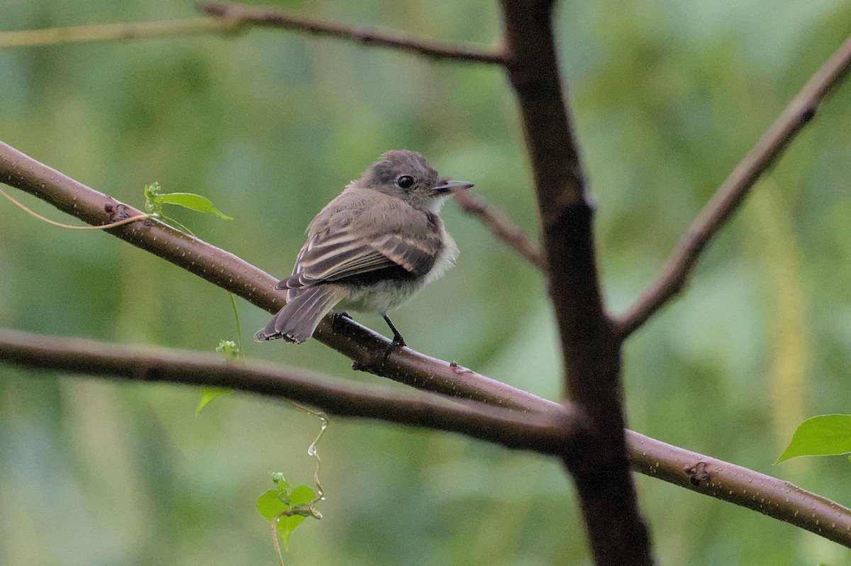 Eastern Phoebe - ML623115748