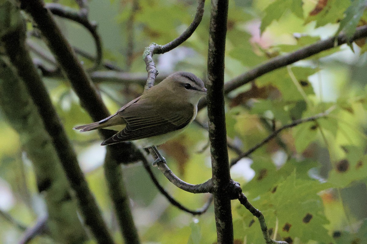 Red-eyed Vireo - ML623115769