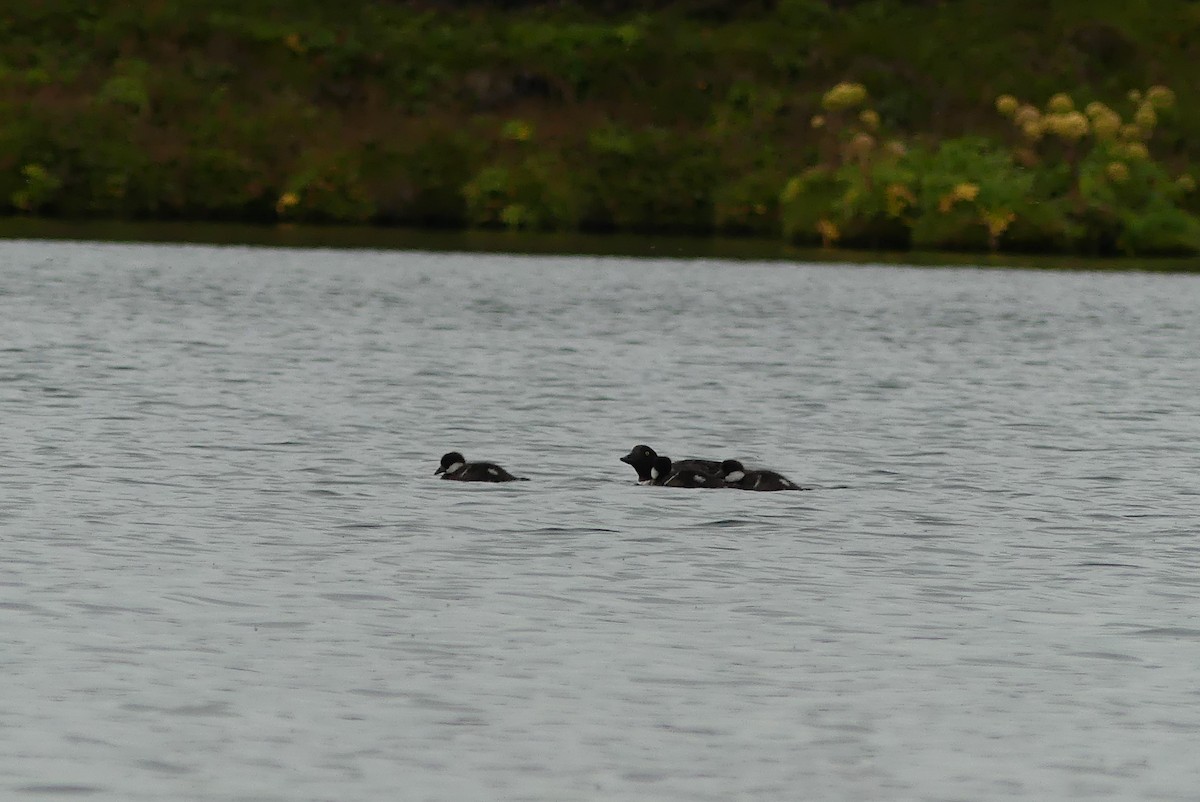 Barrow's Goldeneye - ML623115775