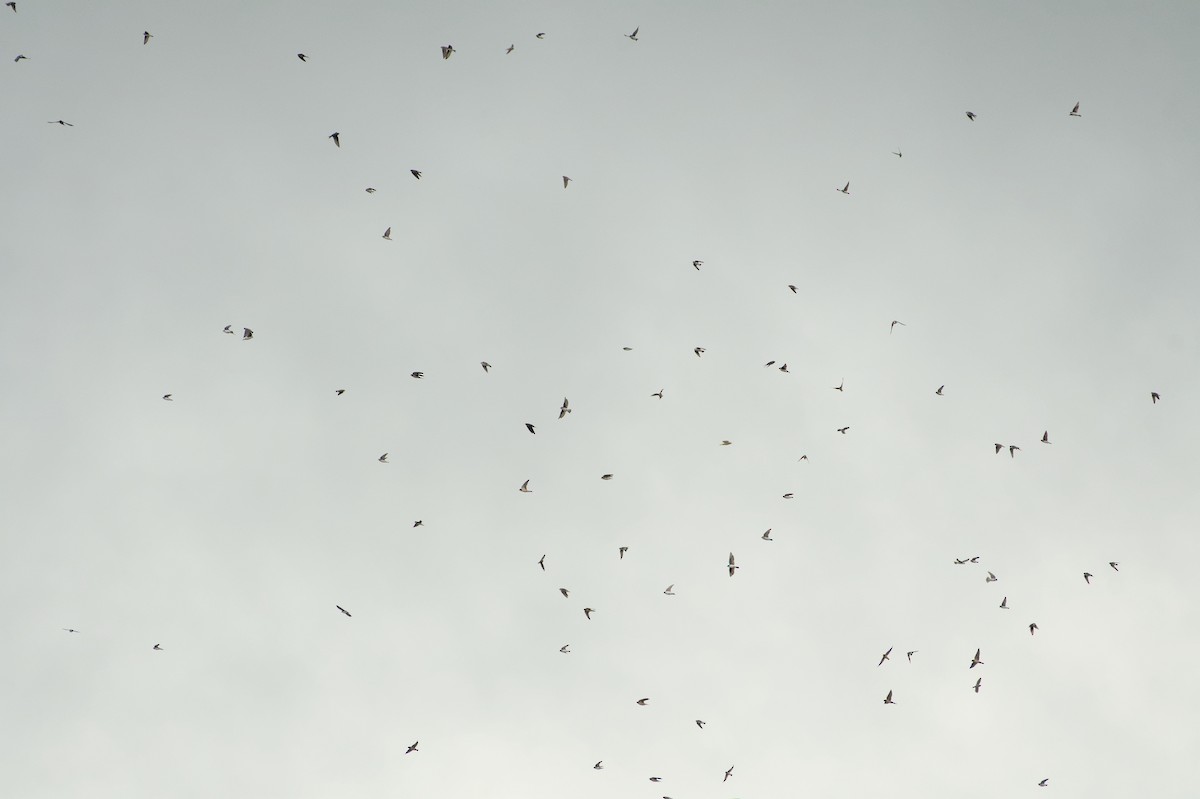 Barn Swallow - ML623115796