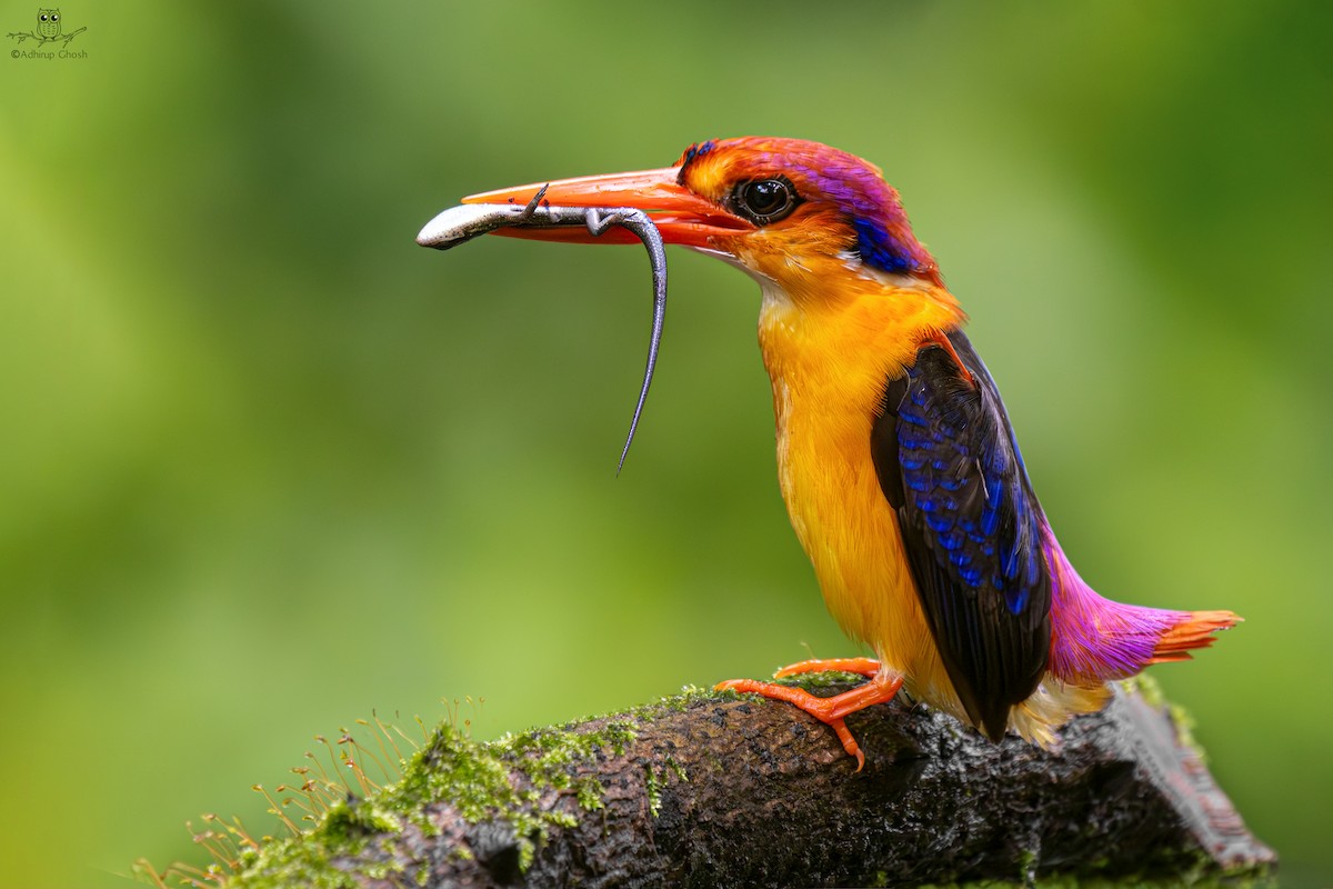 Black-backed Dwarf-Kingfisher - ML623115918
