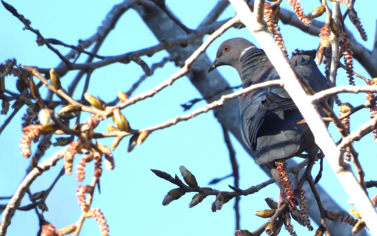 Chilean Pigeon - ML623115943