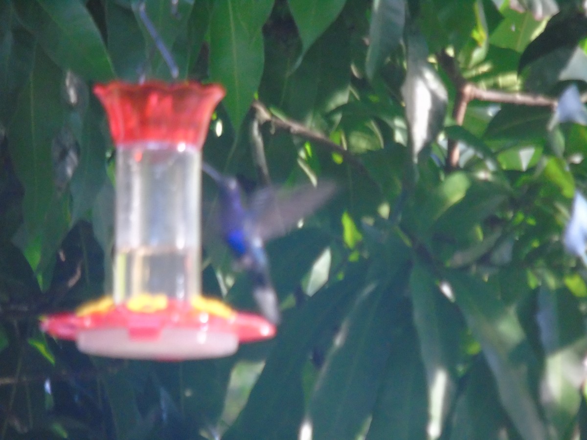 Violet Sabrewing - ML623115945