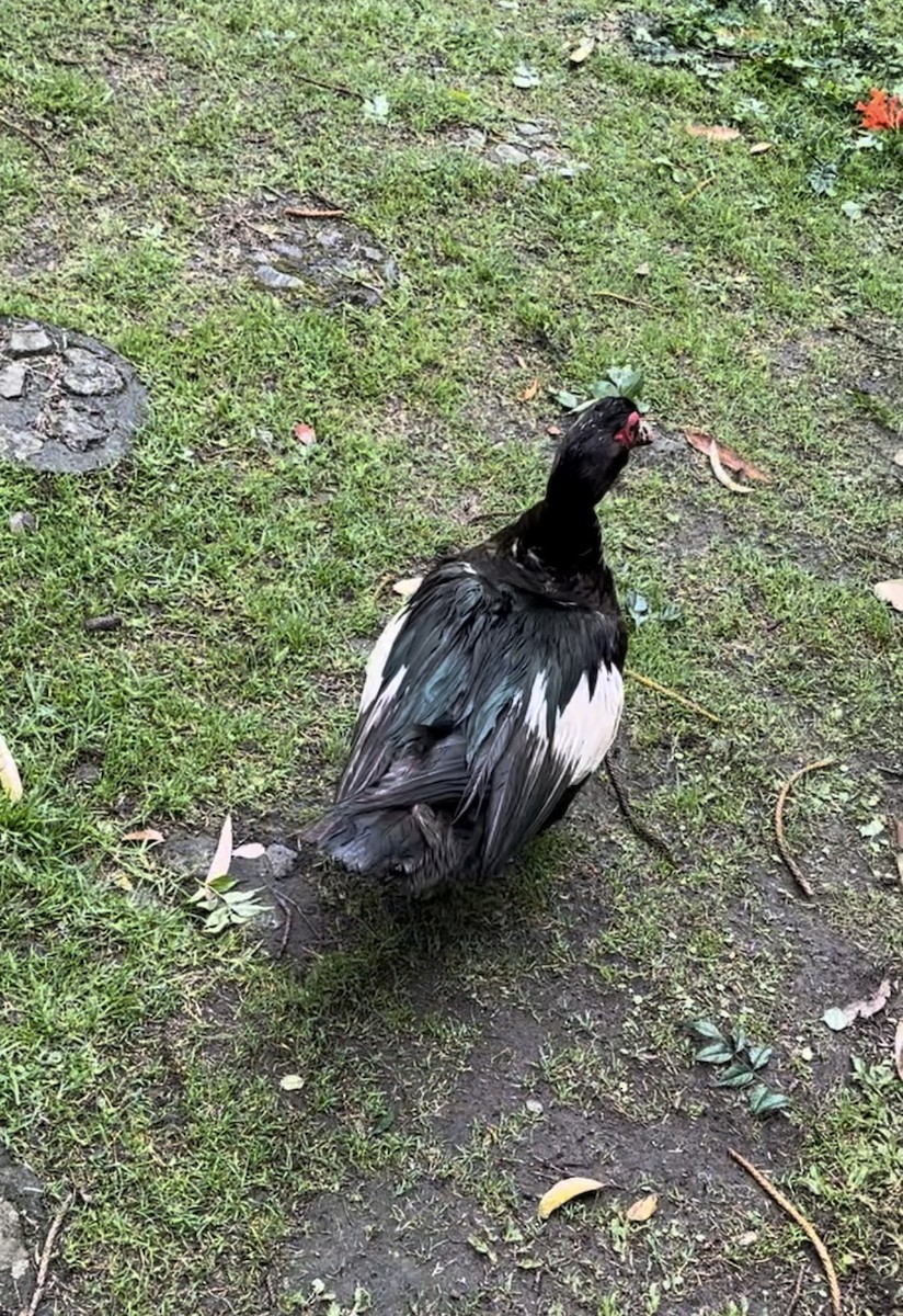 Muscovy Duck (Domestic type) - ML623115957