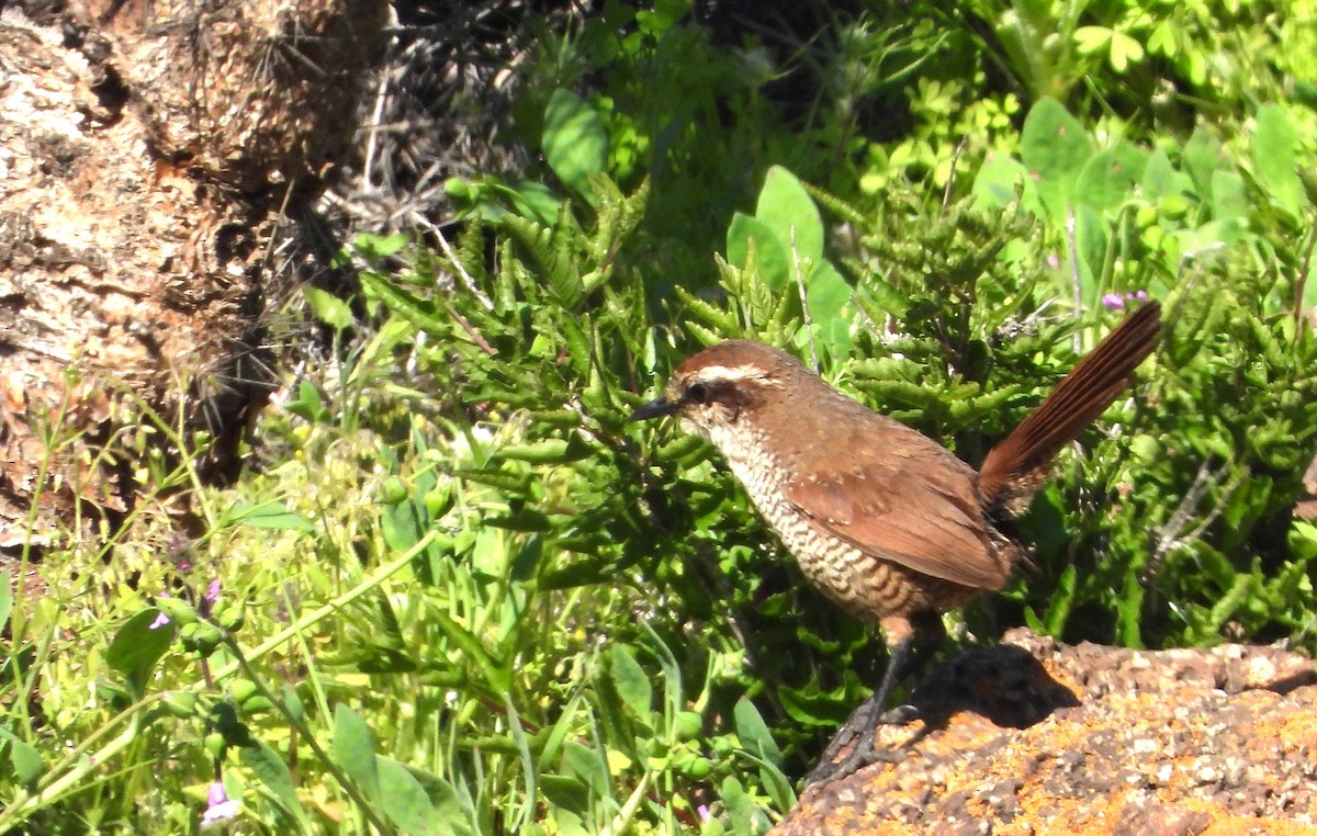 White-throated Tapaculo - ML623115960