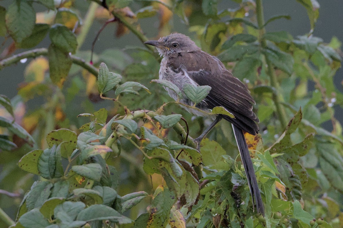 Northern Mockingbird - ML623115976