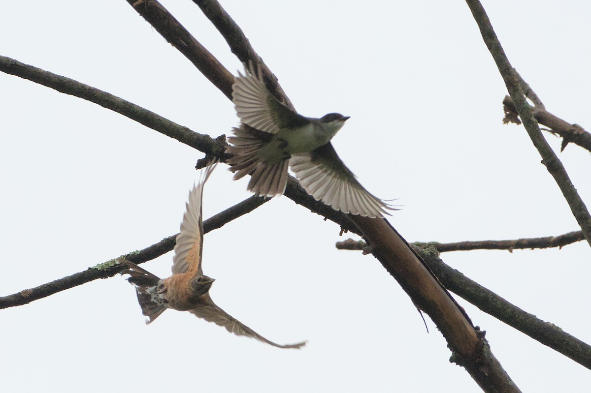 American Robin - ML623116011