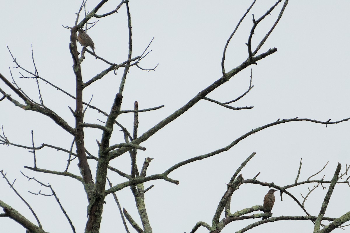 American Robin - ML623116012