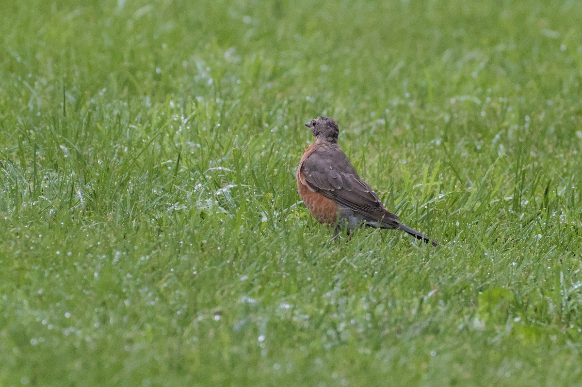 American Robin - ML623116013