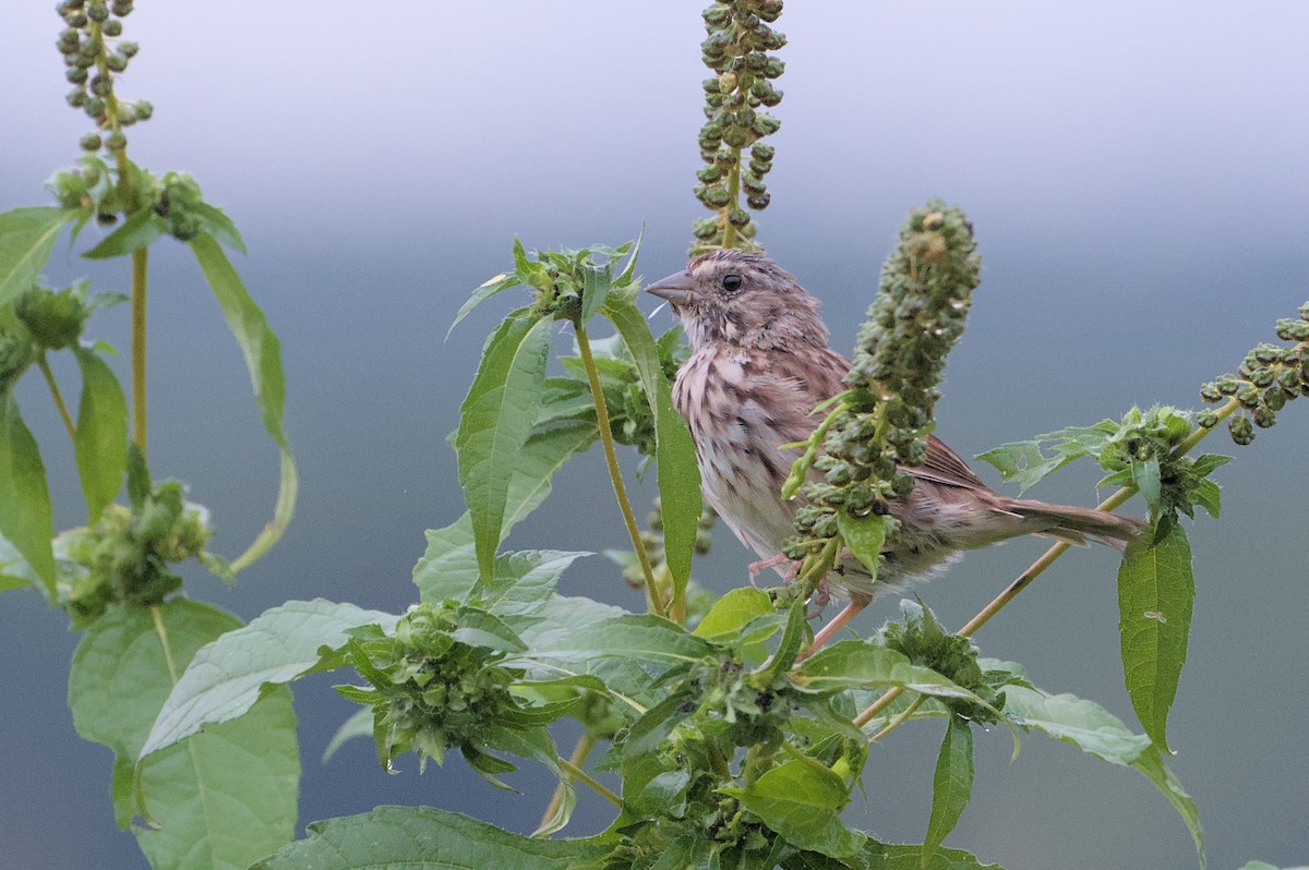 Song Sparrow - ML623116040