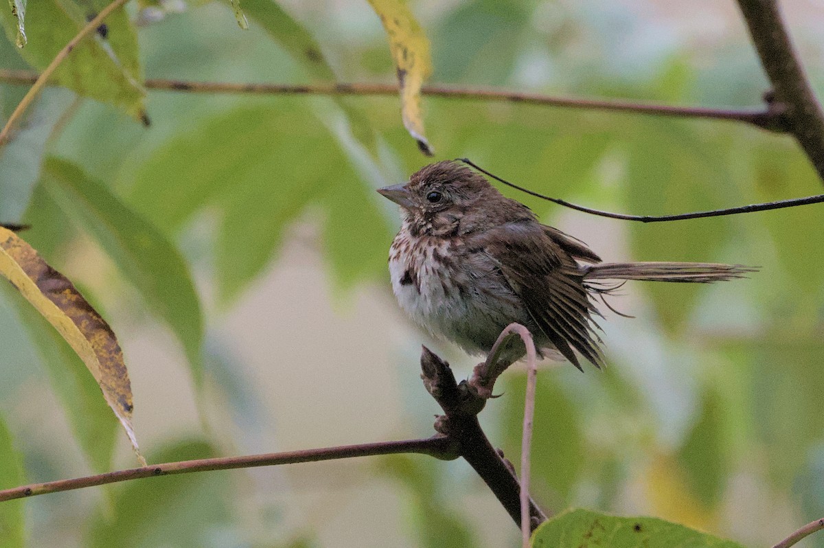 Song Sparrow - ML623116041