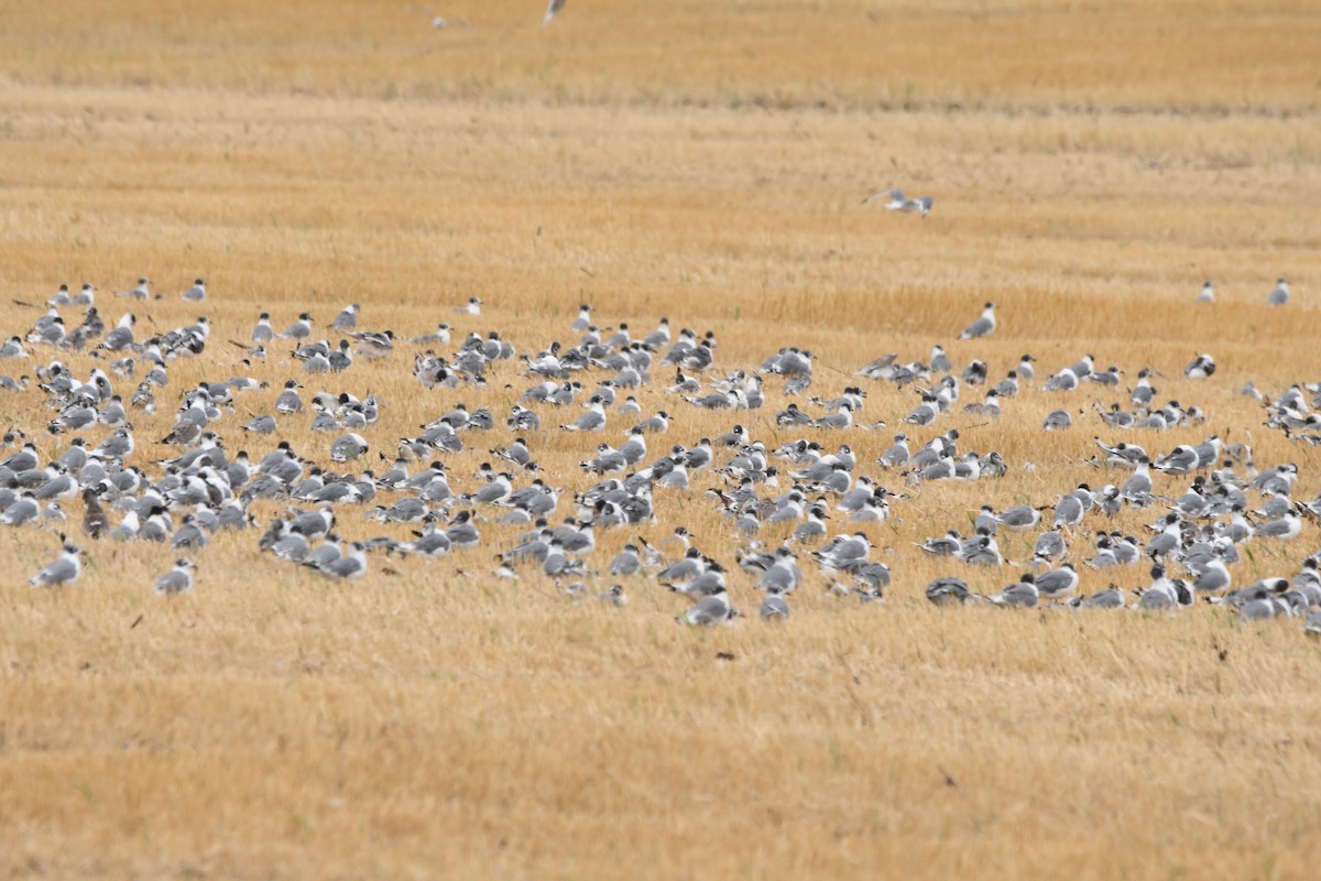 Franklin's Gull - ML623116045