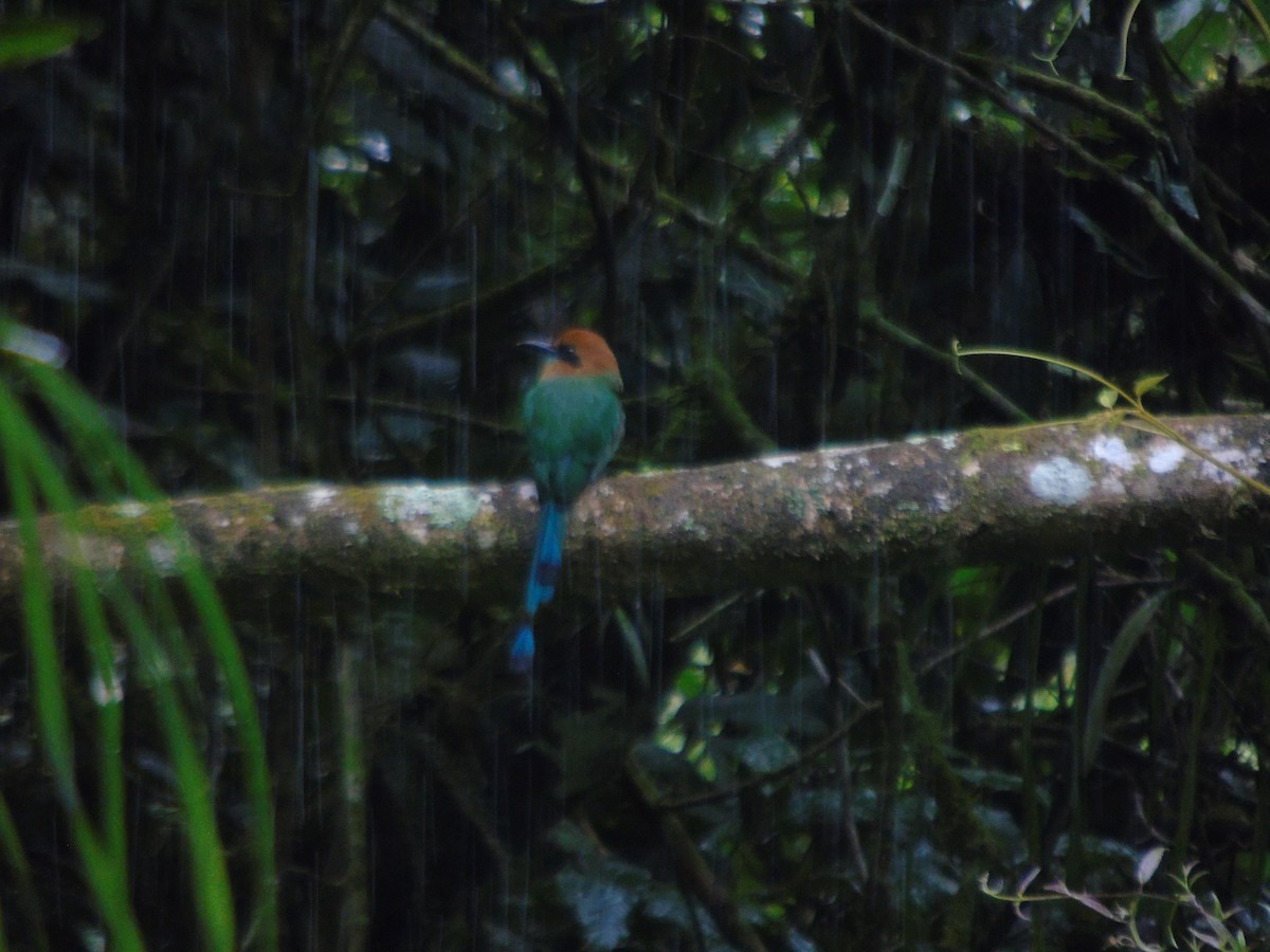 Broad-billed Motmot - ML623116067
