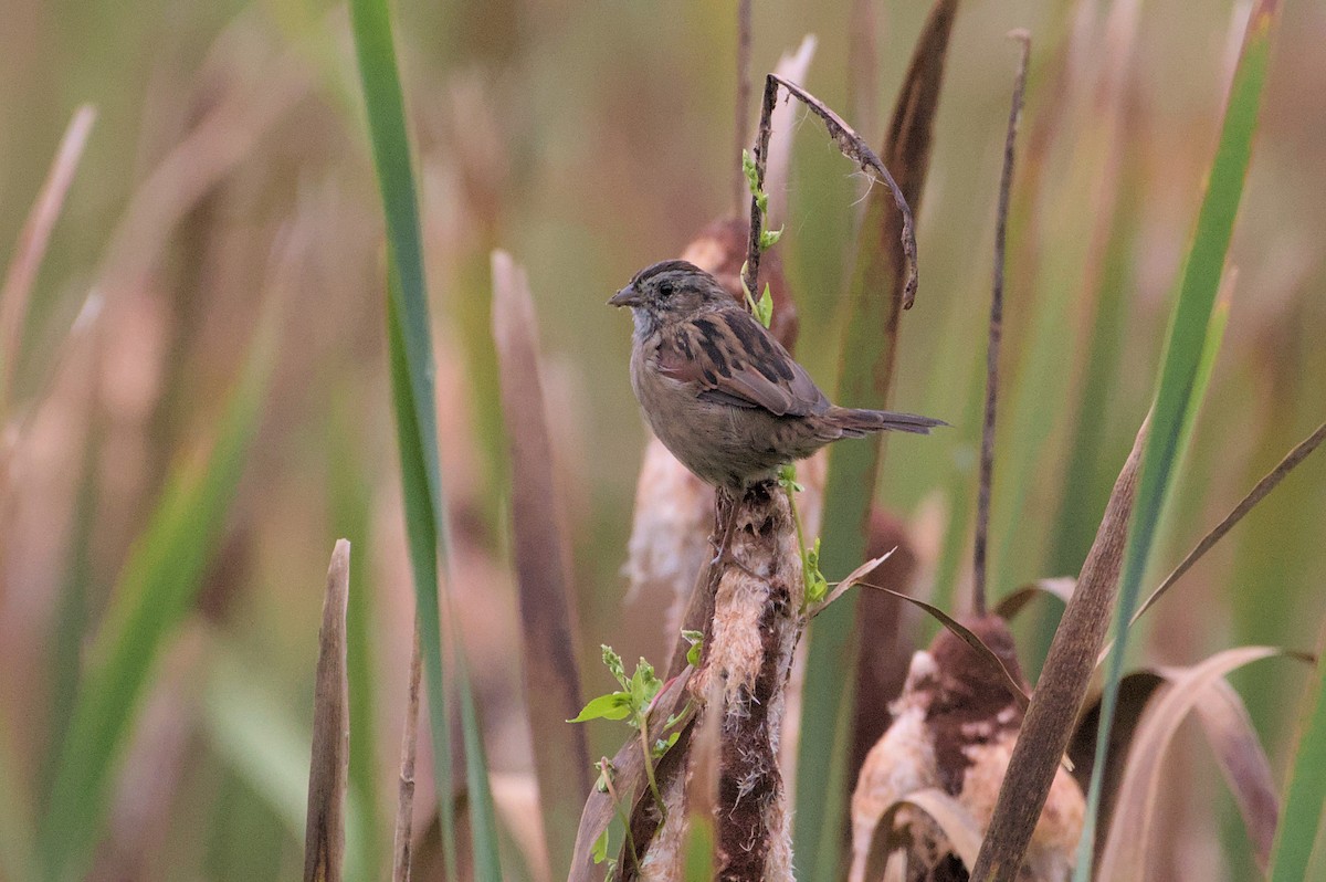 Swamp Sparrow - ML623116094