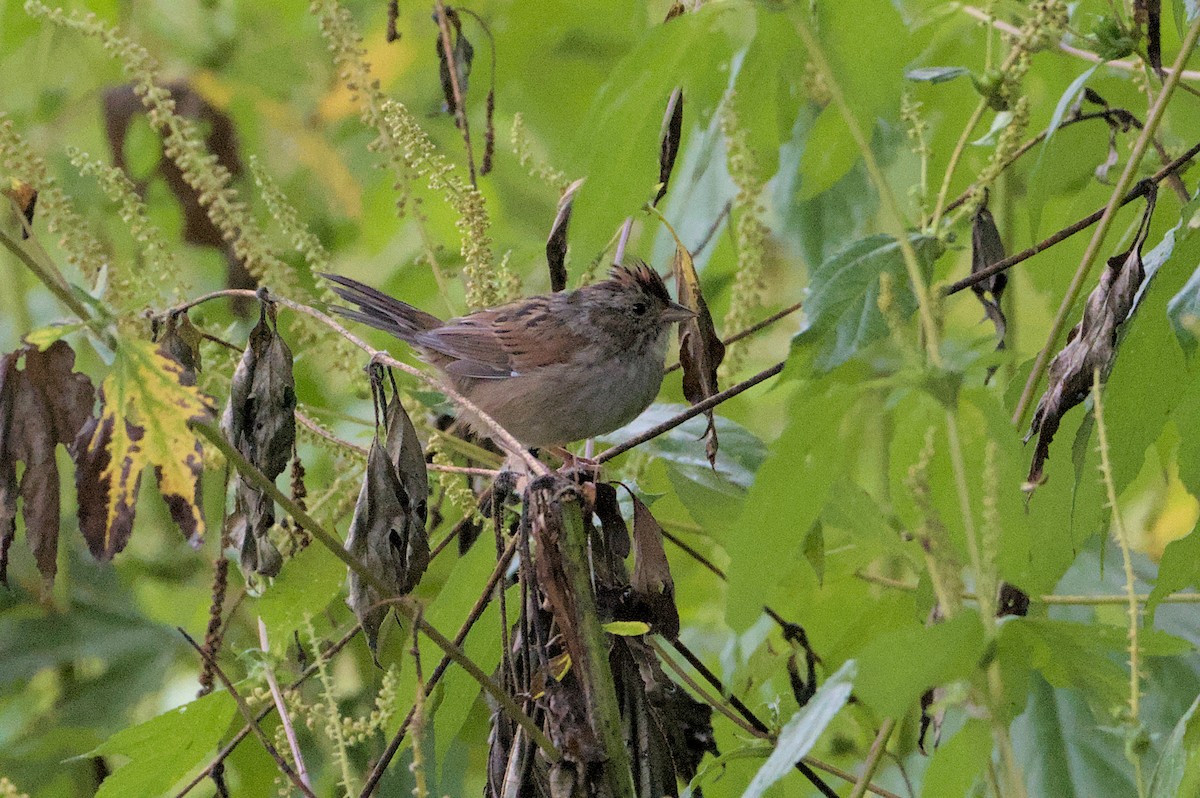 Swamp Sparrow - ML623116095