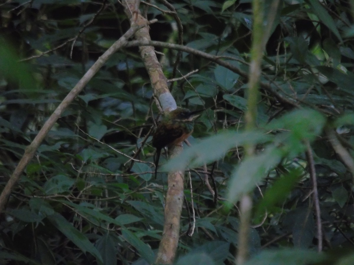 Rufous-tailed Jacamar - ML623116096