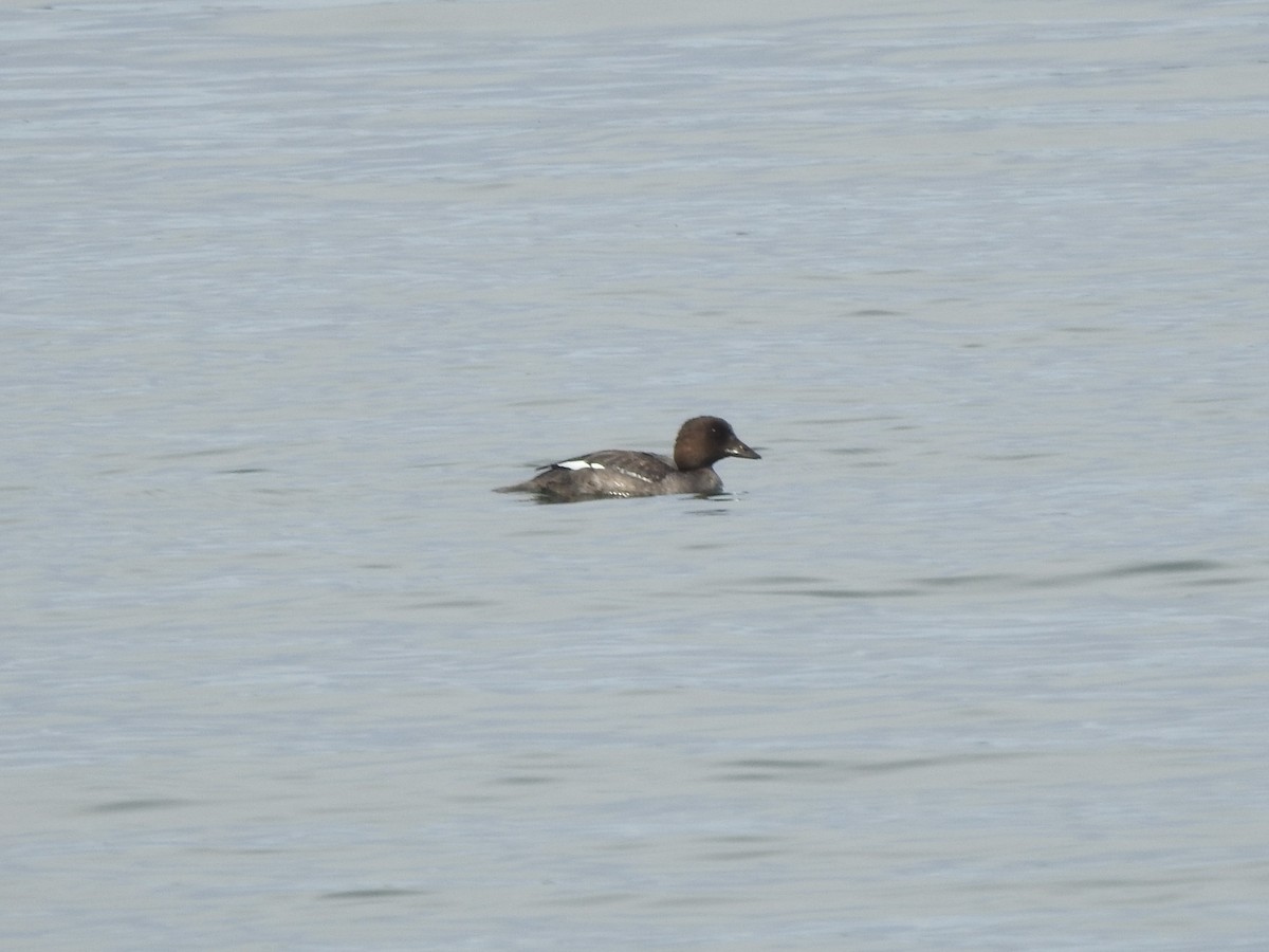 Common Goldeneye - ML623116110