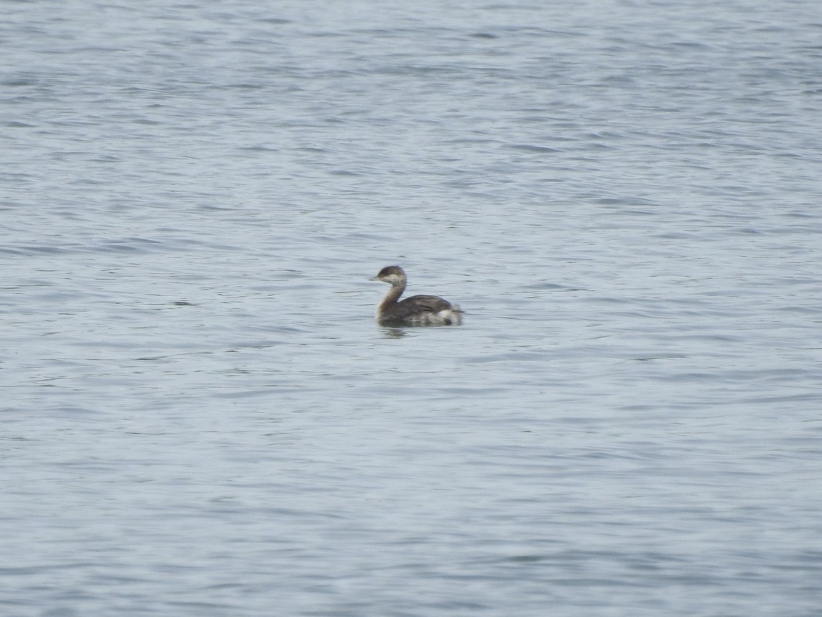 Horned Grebe - ML623116115