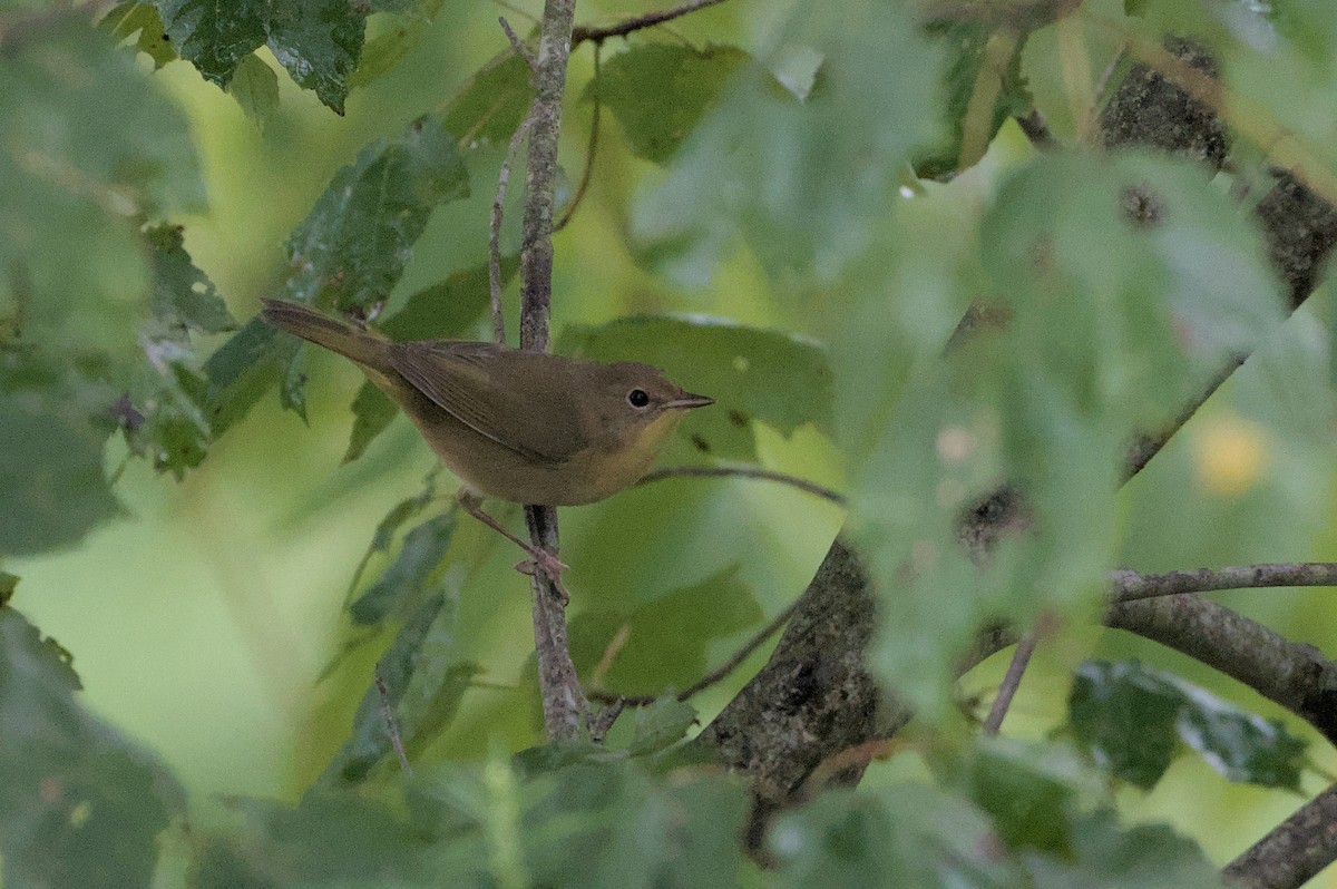 Common Yellowthroat - ML623116116